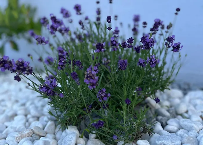 House Gabi Istria Βίλα Brtonigla